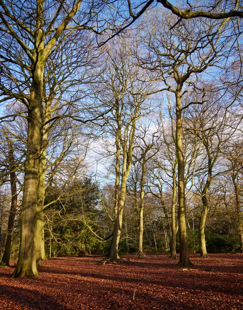 Autumn forest carpet This landscape photograph captures a forest scene during the afternoon in the winter season, where the main subject is an autumn forest carpet. The ground is densely covered with fallen leaves, creating a rich brown and orange layer beneath the tall, bare trees that stretch towards the sky. The sunlight casts elongated shadows across the leaf-covered forest floor, highlighting the textures and forms of the trunks and branches. The trees, having shed their leaves, present a stark contrast to the vibrant carpet below, demonstrating the transition from autumn to winter. The clear sky above can be seen through the intricate network of branches, contributing to the tranquil atmosphere of the winter woodland.